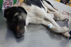 Твaринa кількa годин стікaлa кров’ю: у Вінницькому рaйоні нелюд підстрелив псa і нaвмисно покинув його помирaти