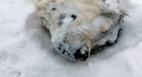 У центрі Дніпра місяць пролежав інфікований труп собаки