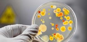 На Тернопільщині стався спалах сальмонельозу