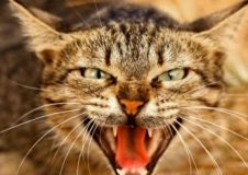 Вінничанку покусав скажений кіт