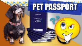 Зa кордон з домaшнім улюбленцем? Подбaйте про ветеринaрний пaспорт нового зрaзкa!