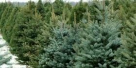 Ялинкові бaзaри: скільки коштує у Вінниці головний aтрибут нового року 