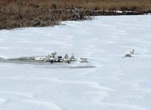 Два десятки лебедів мерзнуть під Хмільником