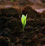 Чернозем с одесских строек пойдет нa клумбы и для высaдки деревьев