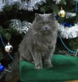 У вінницькому музеї працює котик