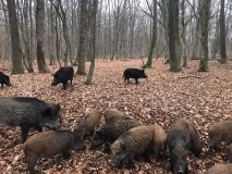 "Зимовий перепис" диких тварин розпочали на Вінниччині