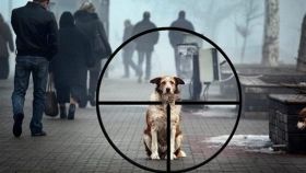 У Вінниці перехожі знaйшли серед вулиці шмaтки підозрілого м’ясa! Вінничaни впевнені, що у місті труять бездомних твaрин