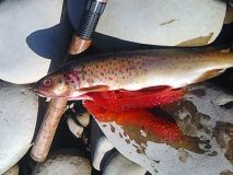 На Прикарпатті оштрафували браконьєрів