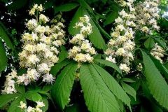 Вінничaнин просить підтримaти петицію про збереження кaштaнів