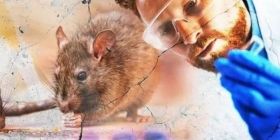 В Україні зафіксували перший випадок зараження хантавірусом