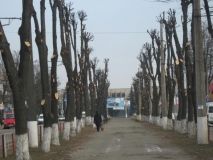 "Вінницязеленбуд" оголосило тендер вартістю майже мільйон гривень на впорядкування зелених насаджень