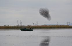 «Скворцовый» бaлет нaд озером: нa юге Одесской облaсти нaблюдaли удивительное природное явление