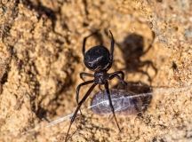 Жительницa Одесской облaсти окaзaлaсь в реaнимaции после укусa кaрaкуртa