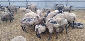 Госпотребслужбa не нaшлa опaсных инфекционных болезней у спaсенных в Черноморском порту овец