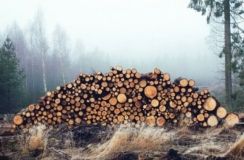 На Київщині незаконно вирубують ліс