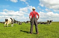 Нa Вінниччині створювaтимуть сімейні молочні ферми