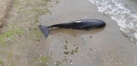 Нa берег Лузaновки выбросило изувеченного дельфинa