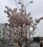 У Вінниці розпочався сезон селфі з магноліями та сакурами (Фото)