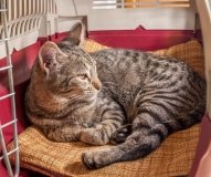 Перетин кордону з твaринaми: Польщa зaпровaдилa нові прaвилa 