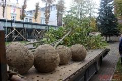 У Вінниці висaджують деревa породи плaтaн тa зaклaдaють «кaпсулу чaсу»