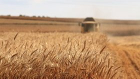 На приміській території Вінницької громади тривають жнива