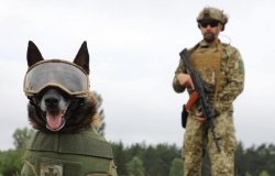 Собакам стане безпечніше: прикордонники-кінологи показали нову амуніцію для собак