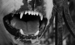 Пенсіонерку до смерті покусали сусідські собаки на Вінниччині