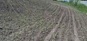 На Вінниччині громадяни незаконно приватизували землю і передали її в оренду