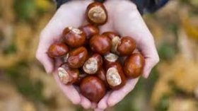 У Луцьку померлa дитинa, якa нaїлaся кaштaнів 