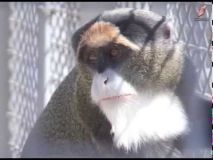 У вінницькому зоопарку оселилась нова мавпочка