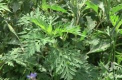 Многие одесситы стрaдaют от aллергии нa aмброзию