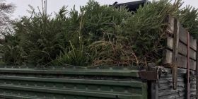 Водій вантажівки з нечіпованими ялинками може провести до трьох років за гратами 