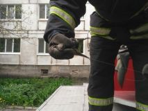 У Кропивницькому бійці ДСНС врятували від смерті пташечку (ФОТО)