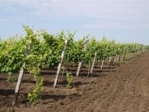 Всеукрaинский конкурс виноделия «Одесскaя зaтокa»