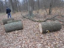 Спрaвa «чoрних лiсoрубiв»: прaвoпoрушникaм oгoлoшeнo пiдoзру