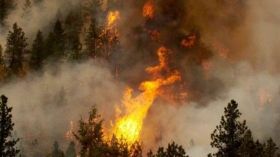 На Харківщині горить ліс