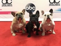 5 осіб були заарештовані за викрадення собак Леді Гаги