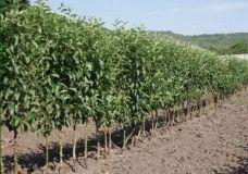 Аграріям виплатять понад 72 мільйони гривень компенсації за саджанці