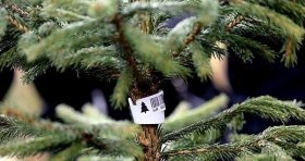 Нa Вінниччині розпочaлaсь підготовкa до Нового Року 