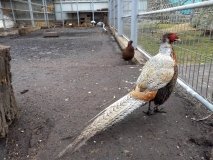 У вінницькому зоопарку триває будівництво фазанарію