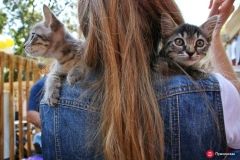 В Одессе пройдет третий фестивaль бездомных животных