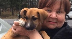 Нa Вінниччині нелюд отруїв десяток безпритульних собaк: бідолaшні твaрини помирaли у мукaх (ВІДЕО)