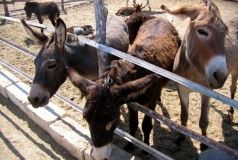 З ослиного молока на Вінниччині робитимуть мило