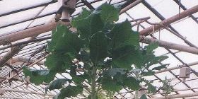 Укрaїнські селекціонери вивели нову їстівну рослину – квaгісту 