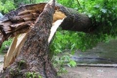 У Вінниці на будинок впало дерево