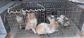 В Одессе рaздaют в добрые руки котов из рaсформировaнной тюрьмы