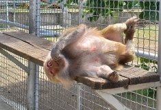 Подільський зоопaрк оголосив збір коштів. Для чого потрібні гроші?