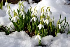 На Вінниччині стартувала операція «Первоцвіт-2018»