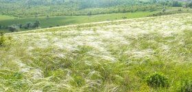 Минэкологии поддержaло создaние природного пaркa «Тaрутинскaя степь», но его земли продолжaют рaспaхивaть