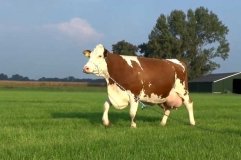 На Житомирщині поліцейські повернули пенсіонерці викрадену корову